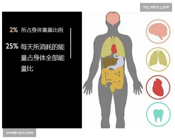 《球场大脑第三季重磅回归 聚焦篮球智慧的深度探讨与策略解析》 《球场大脑第三季重磅回归 聚焦篮球智慧的深度探讨与策略解析》